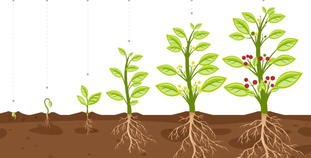 stages of plant growth for preschoolers