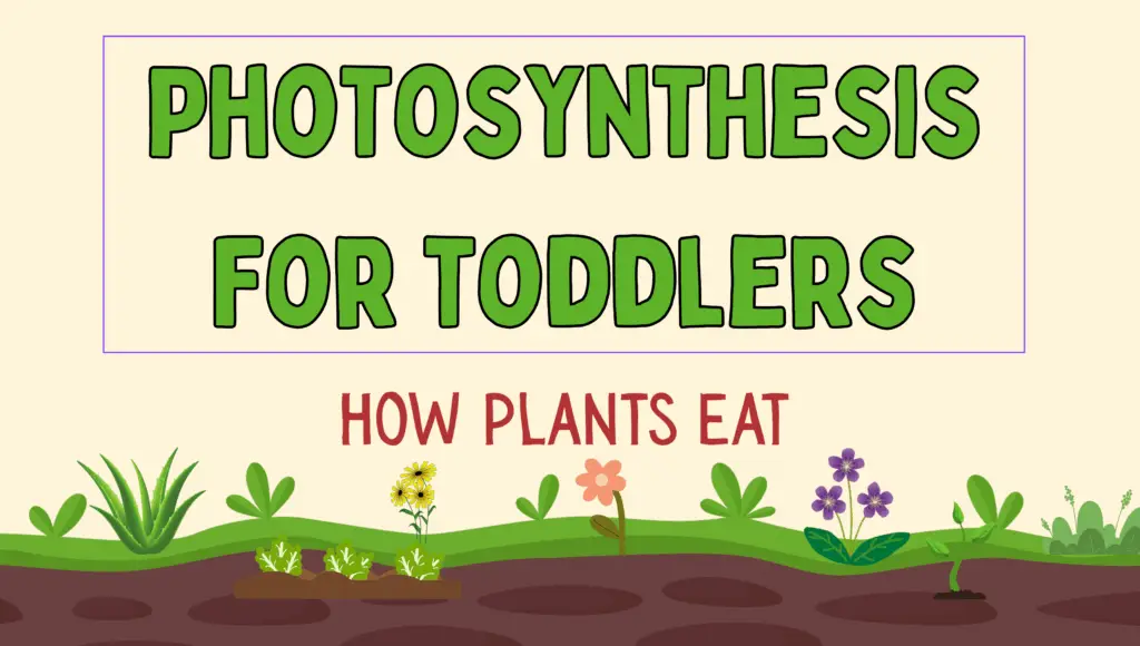 Photosynthesis for toddlers or presschoolers