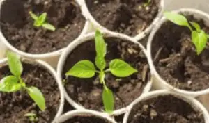 planting plants with preschoolers