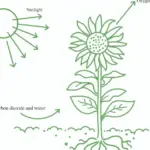 what do plants need to grow